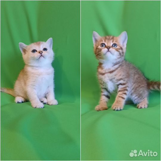 Шотландские котята