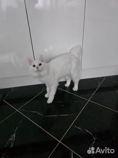 Кошка в дар бесплатно