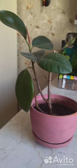 Юкка, фикус, фиалки