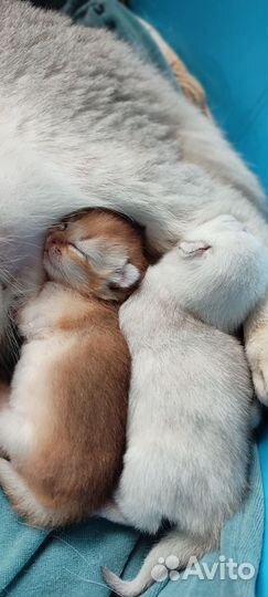 Шотландская шиншилла