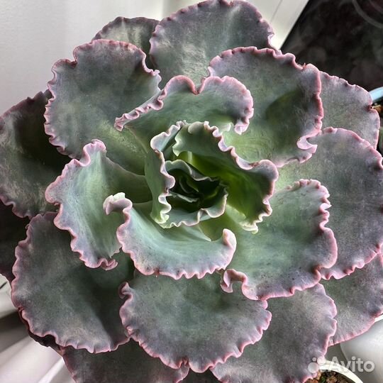 Суккуленты/ Эчеверии