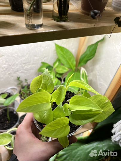 Комнатные растения