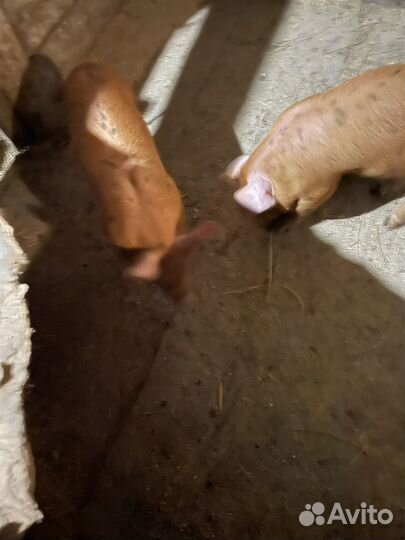 Поросята ландрас дюрок
