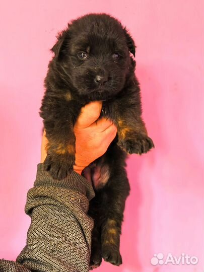 Немецкие овчарки из племенного питомника РКФ