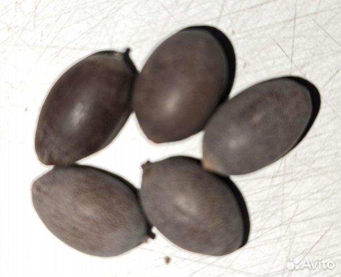 Лотос орехоносный семена