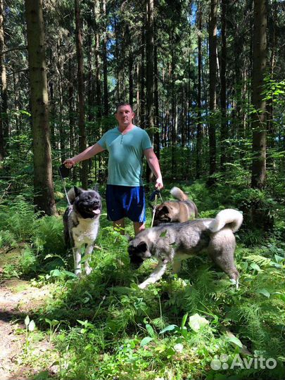 Передержка собак