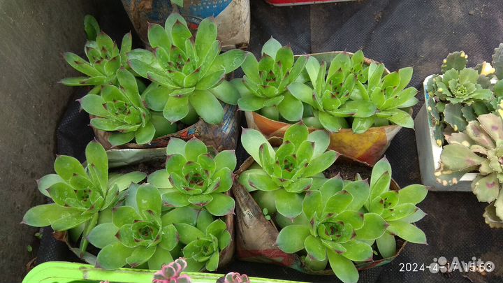 Почвопокровные растения