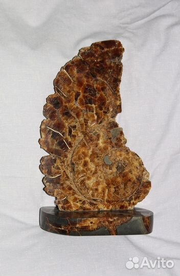 Аммонит, Очень Большой