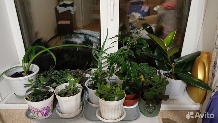 Комнатные растения