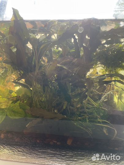 Растения для аквариума