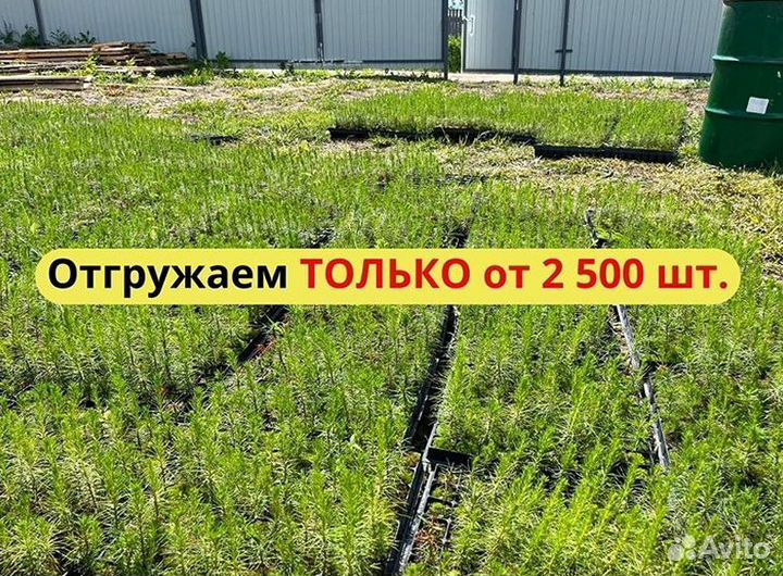 Саженцы ели европейской зкс от производителя