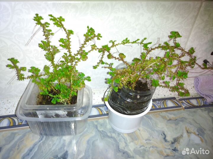 Селагинелла