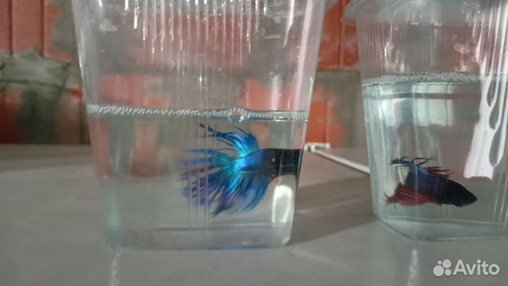 Рыбка петушок