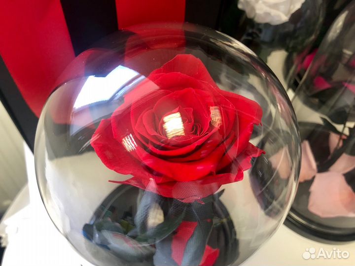 Живая роза красная + бесплатная доставка