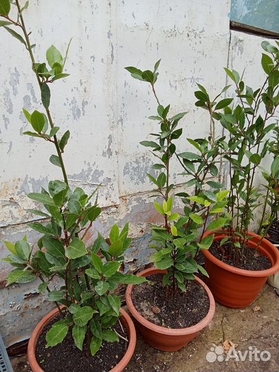 Лавр благородный в горшках