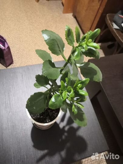 Комнатные цветы бесплатно