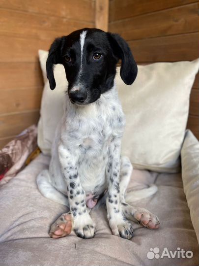 Щенок Гоголь