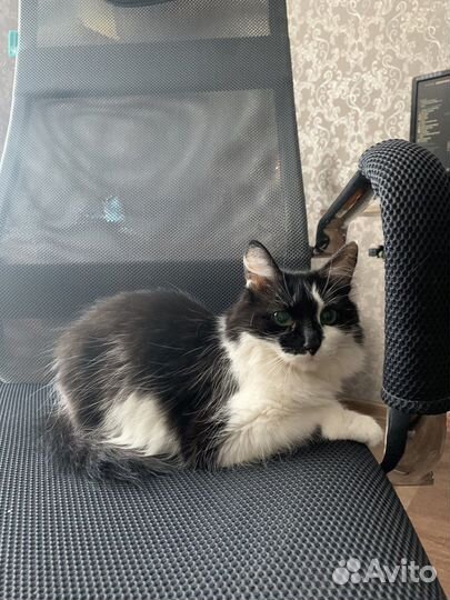 Кошка ласковая