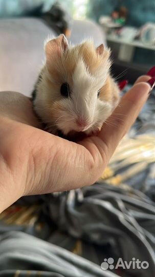 Морская свинка