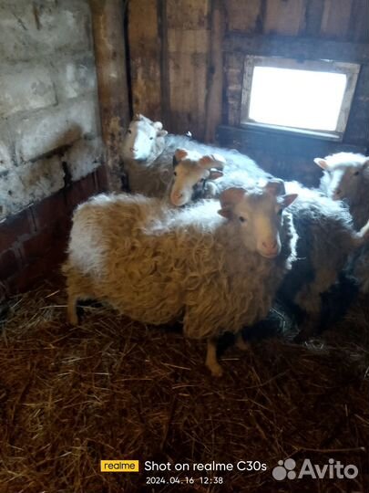 Продам барана