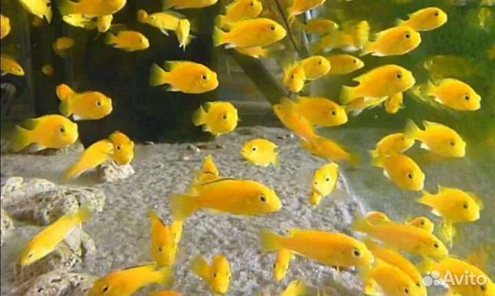 Цихлиды малави и не только