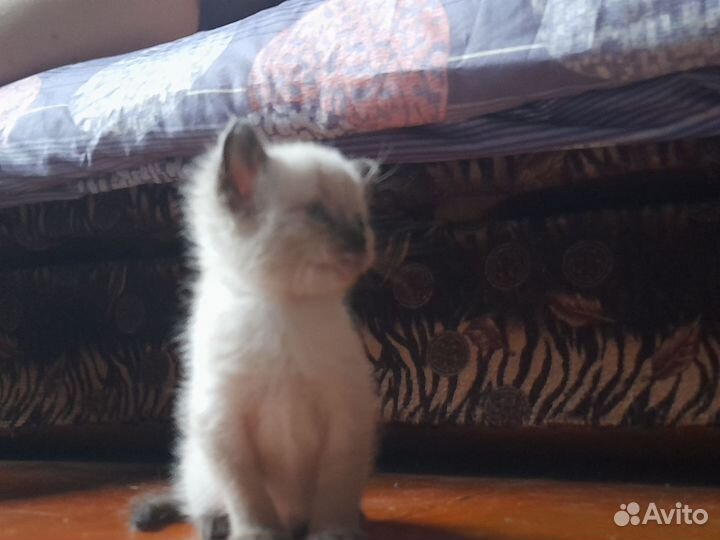 Кошечка в добрые руки