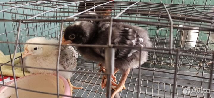 Инкубационное яйцо кур несушек- Дрминант