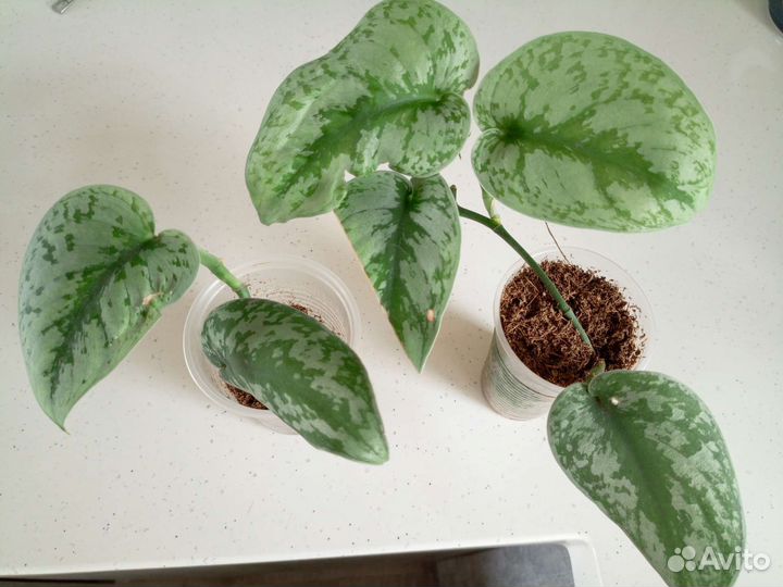 Сциндапсус пиктус треби