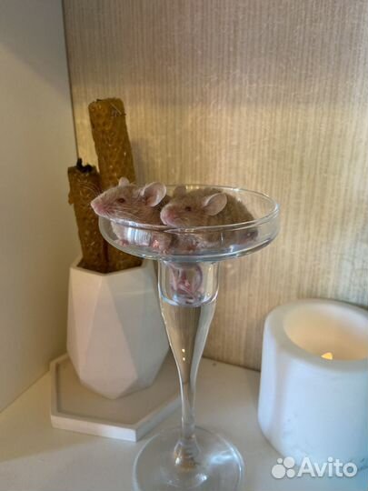 Декоративные мышки