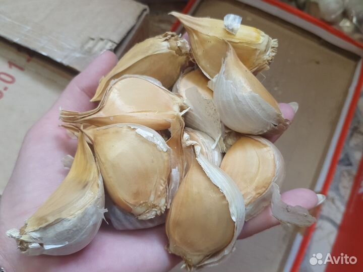 Чеснок яровой и другое