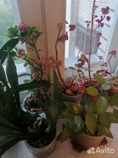 Продам цветы комнатные