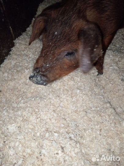 Поросята дюрок