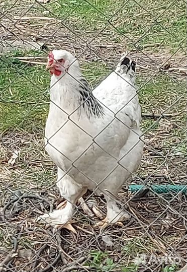 Инкубационное яйцо кур и индоуток