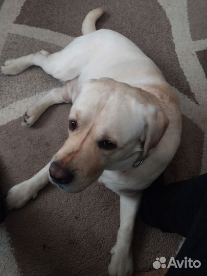 Кобель лабрадора вязка