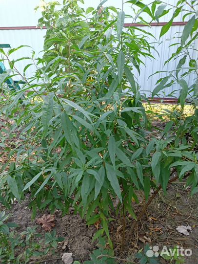 Саженцы малины, персика, унаби,тарусы, гибискуса