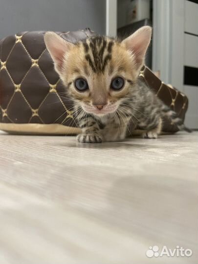 Бенгальские котята