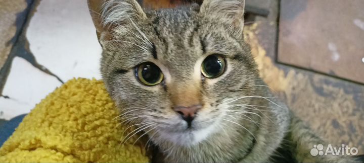 Самый ласковый кот в добрые руки