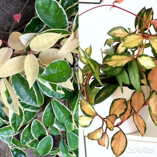 Хойи сортовые