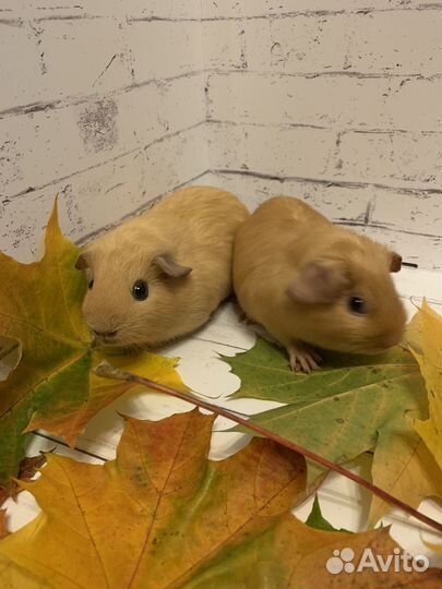 Морская свинка