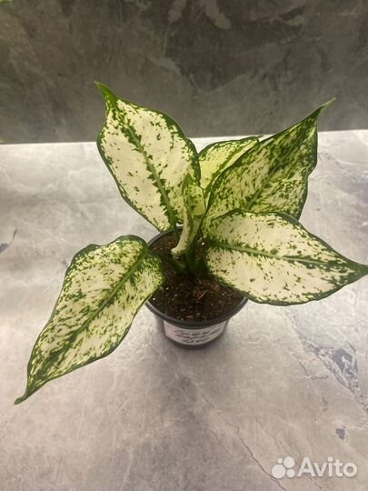 Аглаонема Сиам Парагон