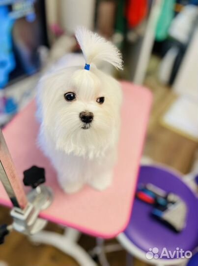 Мальтийская болонка мини