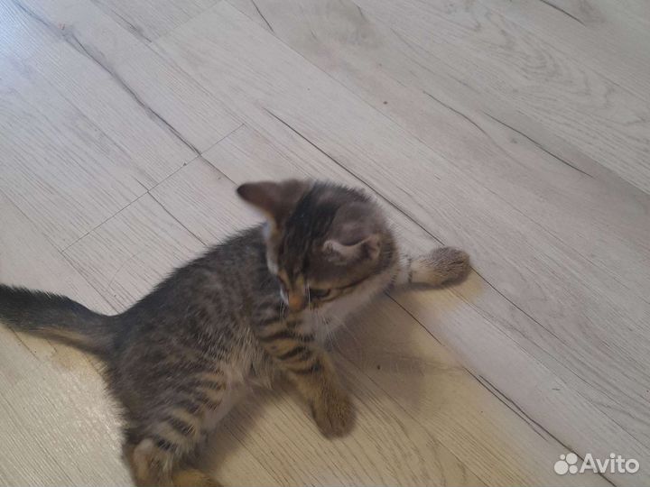 Кошки в добрые руки бесплатно