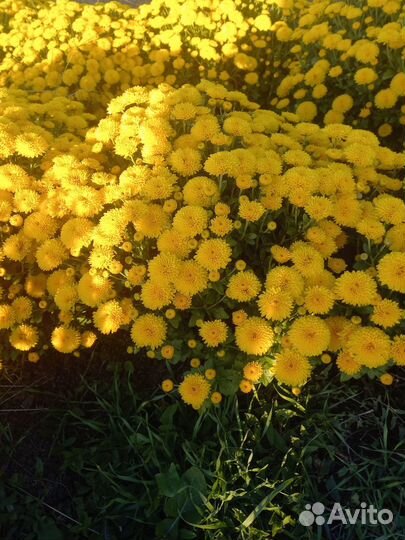 Цветы хризантемы мультифлора