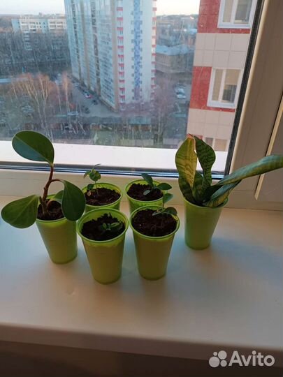 Сансевиерия