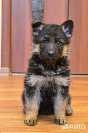 Овчарка девочка гладкошерстная