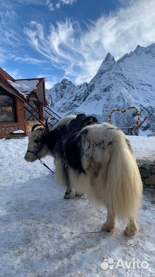 Встречай зиму на вершине Домбая