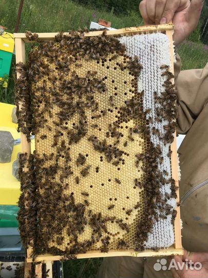 Пчело матка