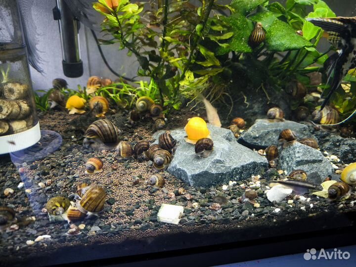 Улитки аквариумные ампулярии