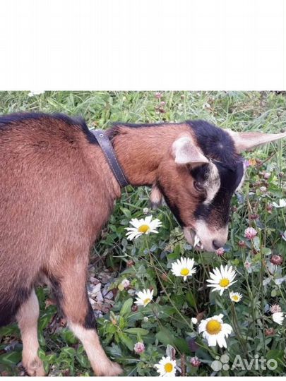 Козье молоко