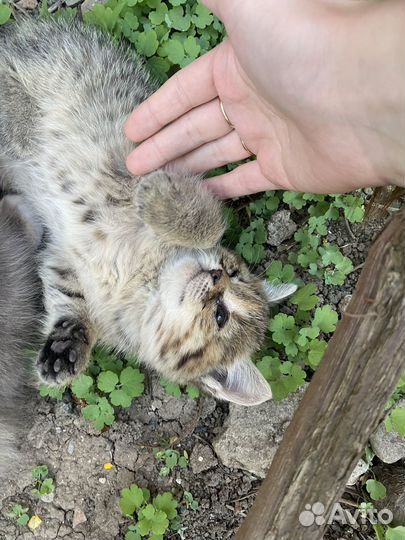 Кошка в дар бесплатно